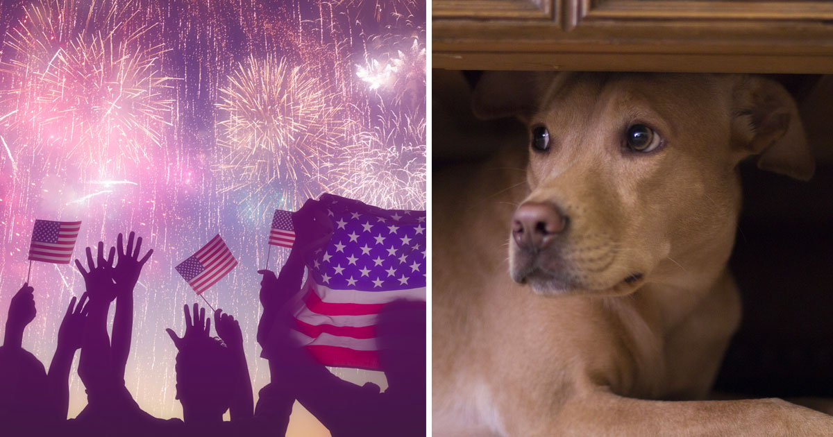 Why CBD Oil Might Be Your Dog’s Best Friend During Fireworks