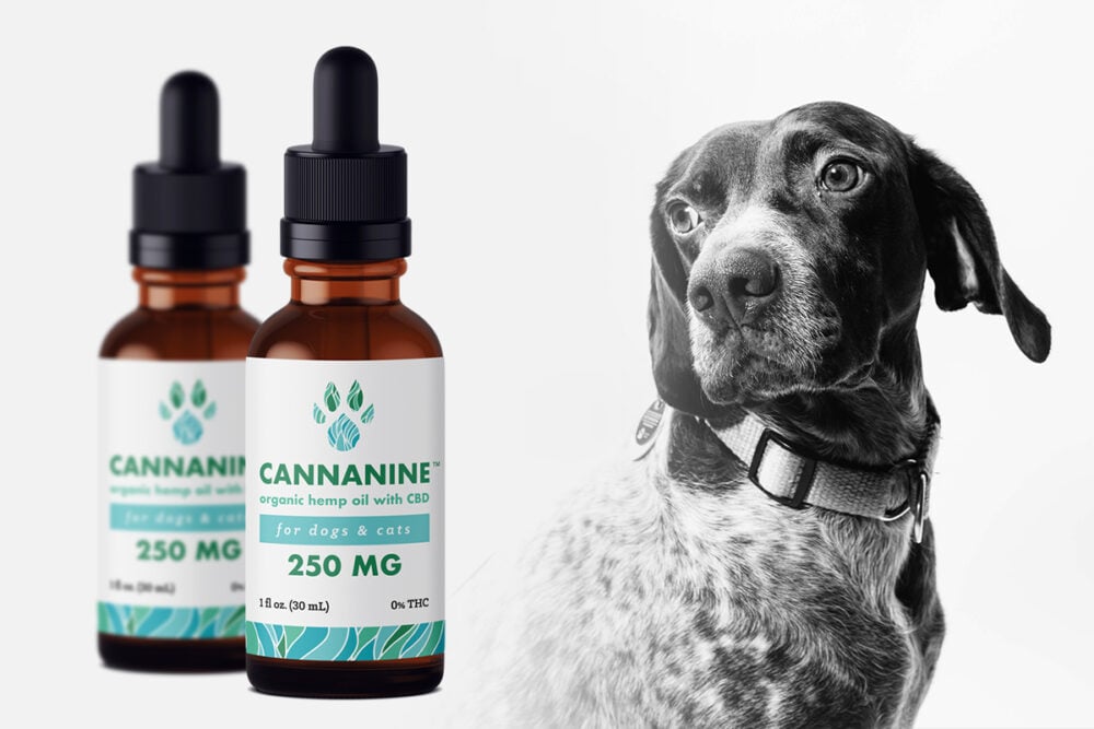 do cbd dog treats calm aggression