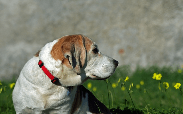 Why CBD Oil Is Becoming So Popular For Dogs With Joint Pain?