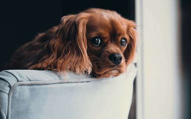 How CBD Oil Can Help Your Dog’s Separation Stress