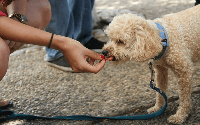 what can cause increased appetite in dogs