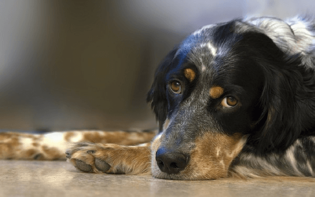 how to stimulate your dogs appetite cbd