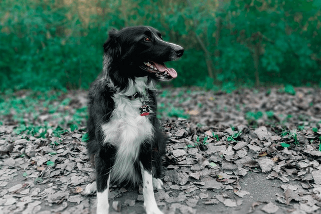 What Are The Side Effects Of CBD Oil In Dogs?