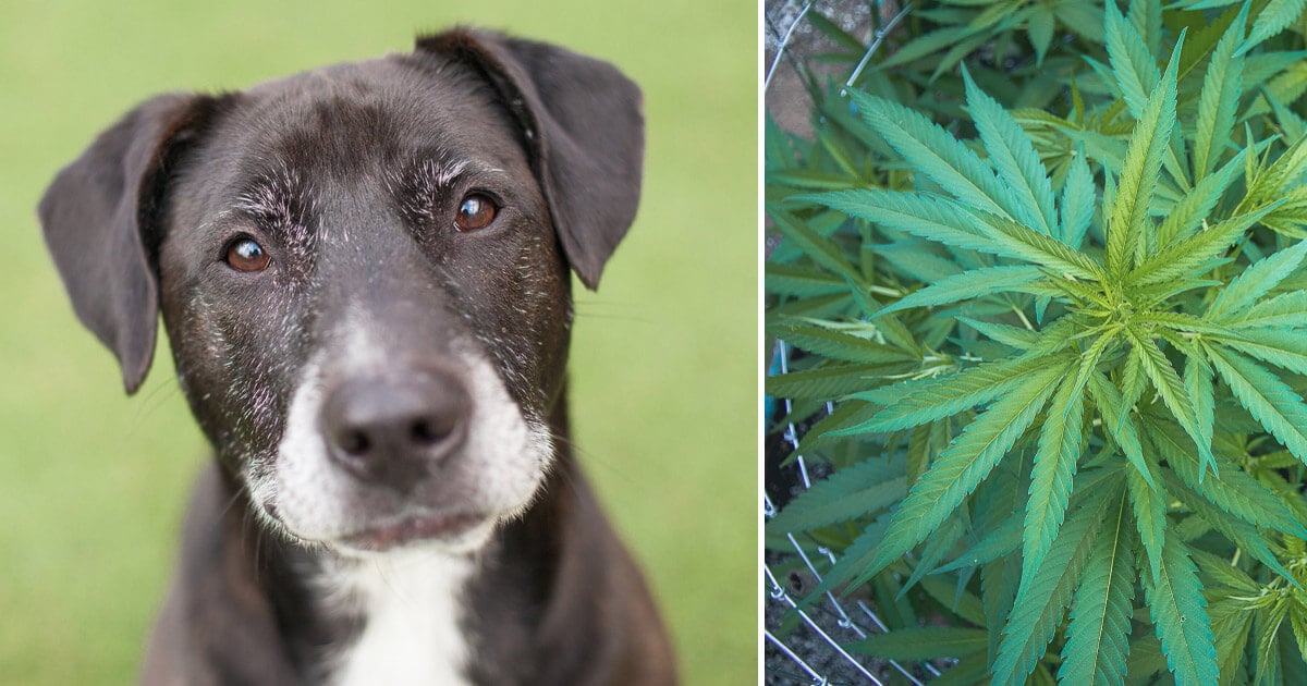 4 Reasons Senior Dog Owners Are Flocking to CBD Oil
