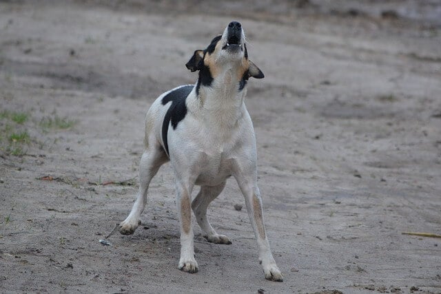 How to stop barking when best sale left alone