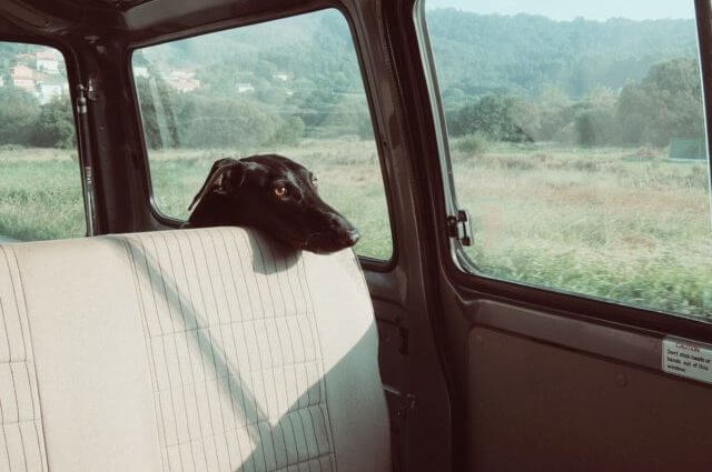 A gloomy dog in the boot of a vehicle staring out the window