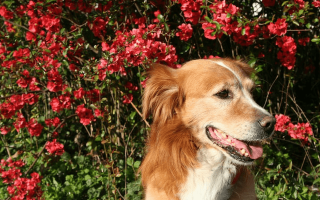 Can CBD Oil Help My Dog With Pain?