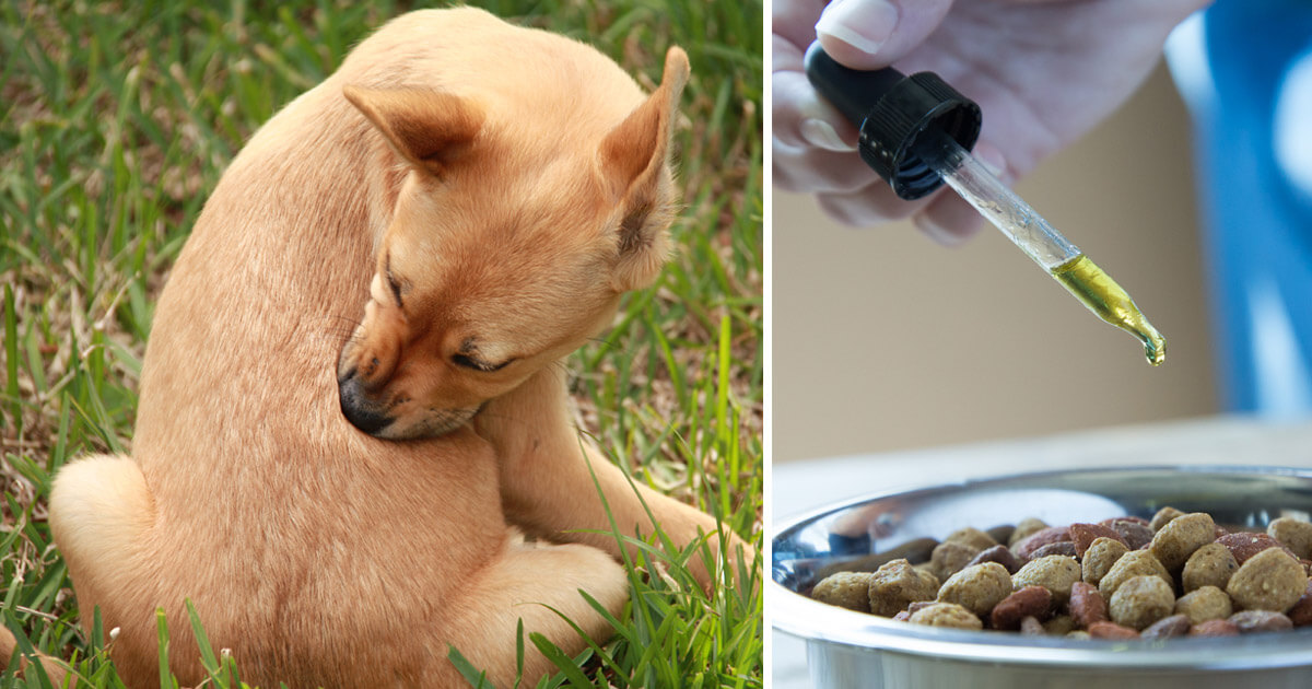 A Few Drops of This Popular New Oil May Be a Huge Relief To Your Itchy Dog