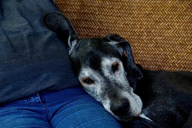 Old unhappy dog lying on a humans laps