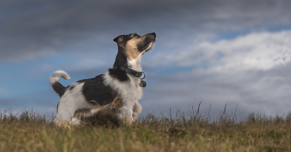 Age Old Remedy Rediscovered, Helps Dogs Immensely with Thunderstorms