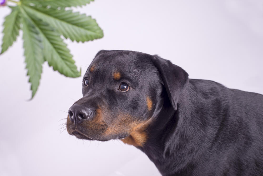 5 Reasons CBD Oil For Dogs Is Exploding In Popularity