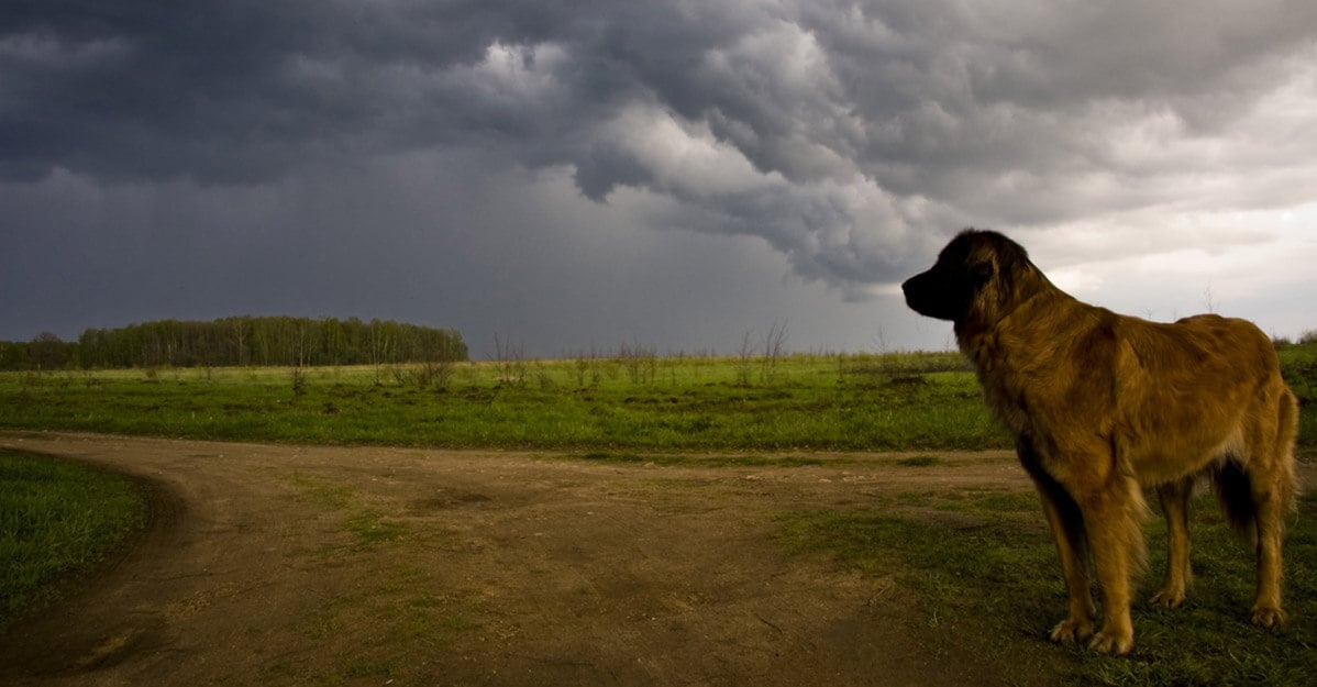 Does CBD Oil Help Dogs With Thunderstorms?