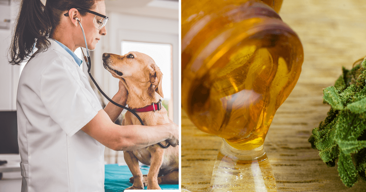 Your vet may or may not voice their direct opinion on using CBD