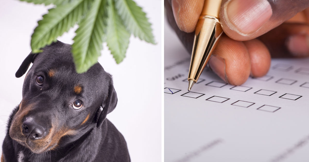 Does CBD Really Work? We Polled 400+ Dog Owners And Here’s What They Said