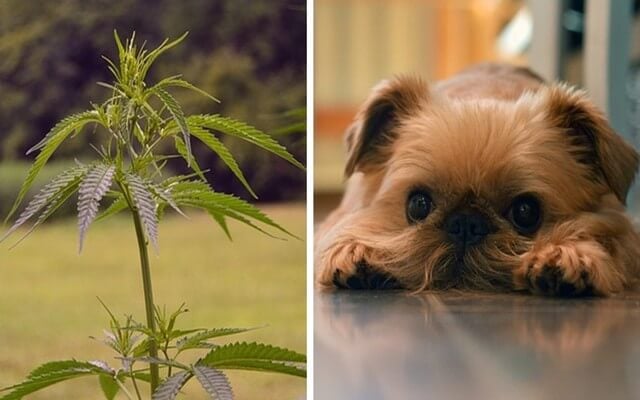 The Difference Between Hemp And Marijuana & Why Hemp Is Beneficial For Your Dog