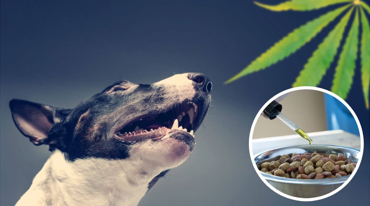 7 Reasons Pet Owners Are Turning To CBD Oil