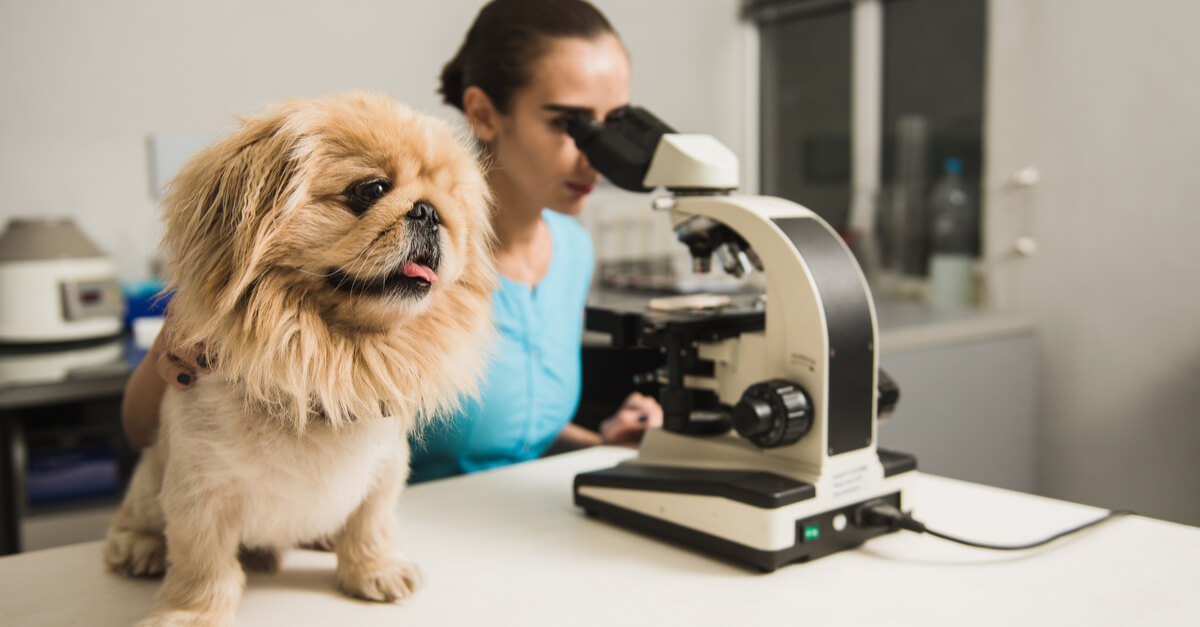 New Study Finds Hemp Extract Helps Older Dogs with Mobility Problems