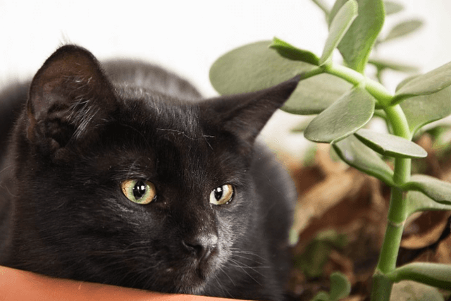 CBD oil could benefit your cat