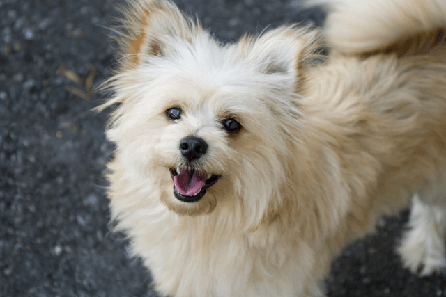 5 Unexpected Ways CBD Oil For Dogs Is Changing Lives