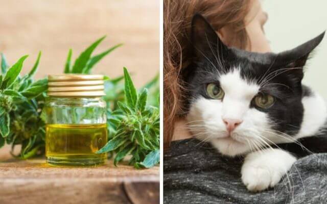 How Senior Cats Can Benefit From CBD Oil