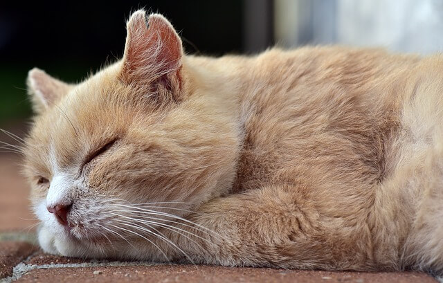 What Are The Benefits Of CBD Oil For Cats?