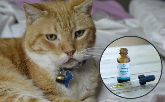 Can You Give Cats CBD Oil?