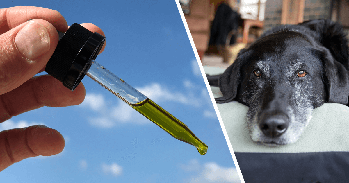 Secret To Alleviating Joint Pain In Dogs Might Be This Green Oil, New Studies Say