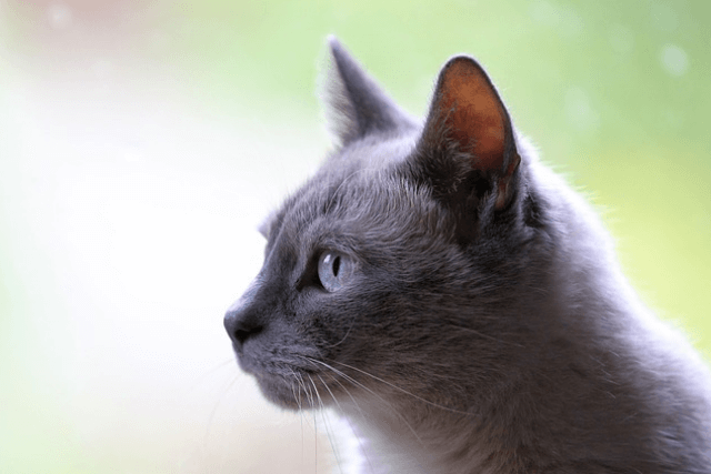 Are There Any Side Effects Of CBD Oil For Cats?