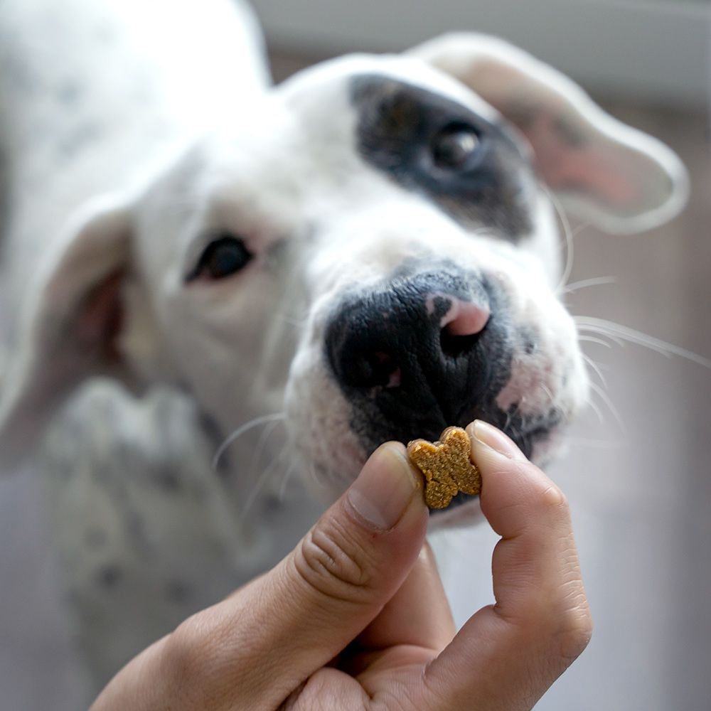 Cannanine™ Bacon Flavored CBD Soft Chews For Dogs