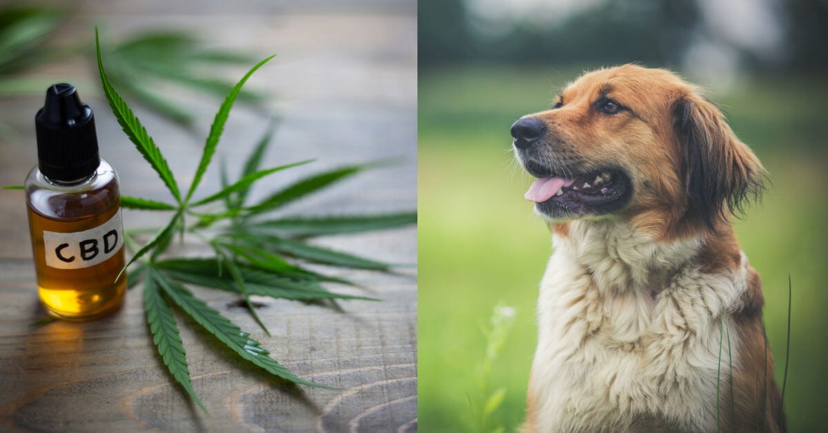 how often should you give your dog cbd oil