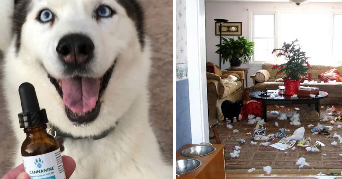 How I Cured My Siberian Husky’s Severe Separation Stress with CBD Oil + A Very Odd Training Hack
