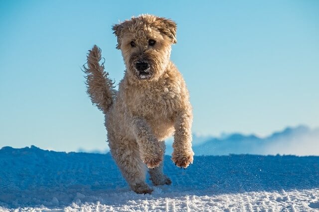 an Irish Terrier leaping at play