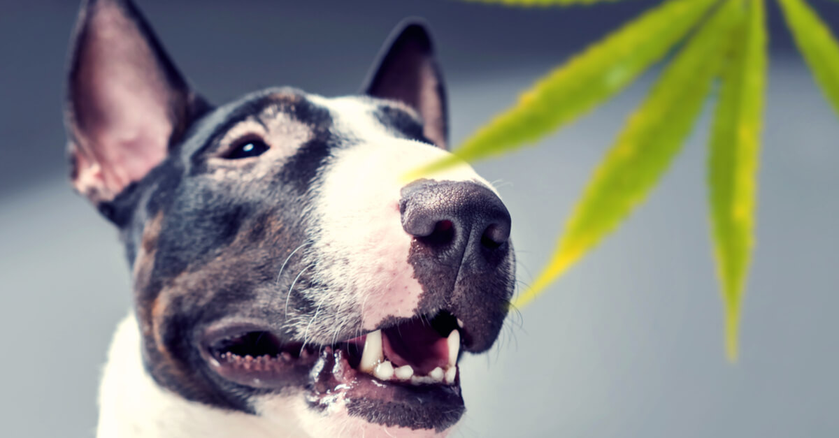 Is CBD for Dogs Just Hype? We Polled Hundreds of Owners & Here’s What They Said