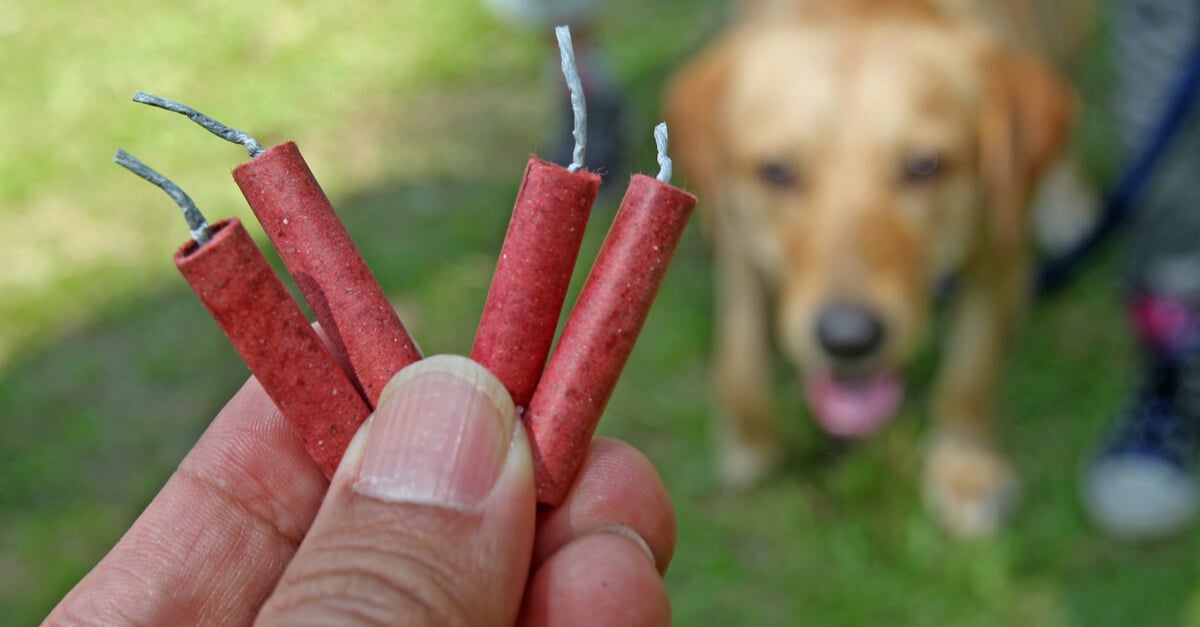 dog fireworks anxiety