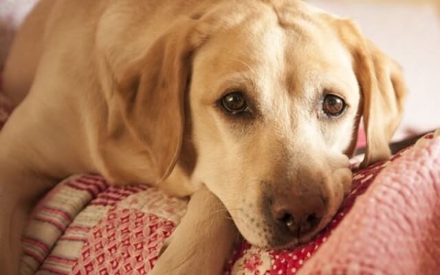 If You’ve Noticed Your Dog Is Slower To Get Up, Begin This Routine Immediately!