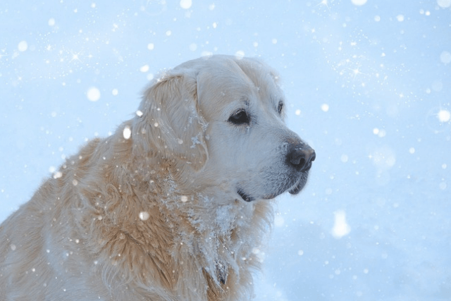 why dogs' joints ache in colder weather