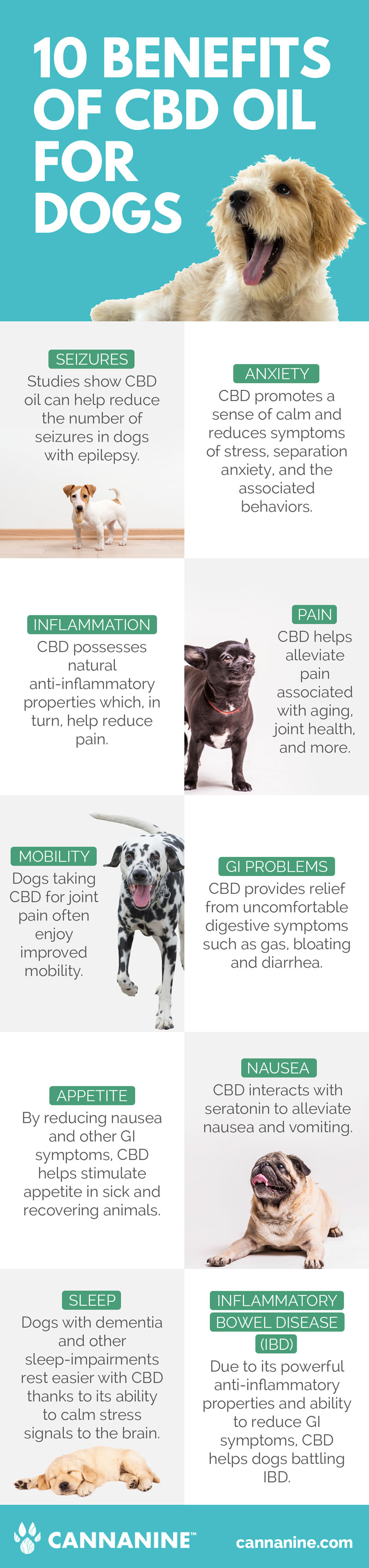 Facts About Cbd Oil For Dogs: Safe To Take Revealed