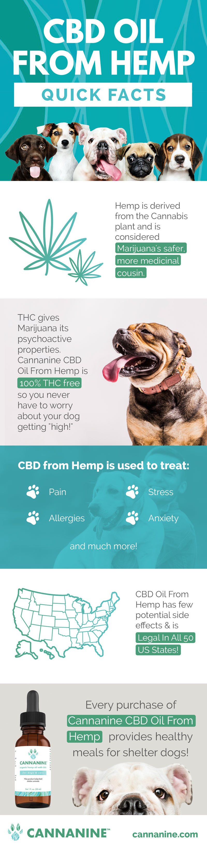 cbd oil for dogs