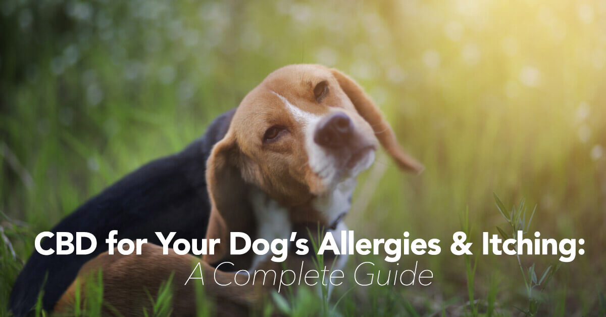 are dogs allergic to cbd