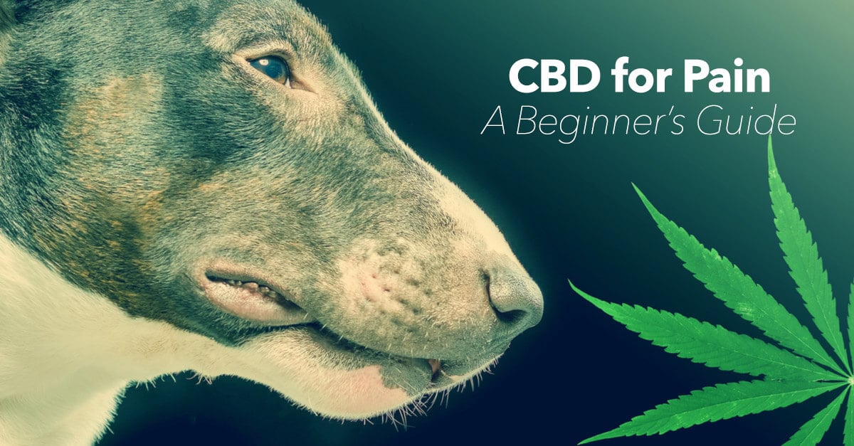 A guide to understanding canine pain management using Cannabidiol (CBD)