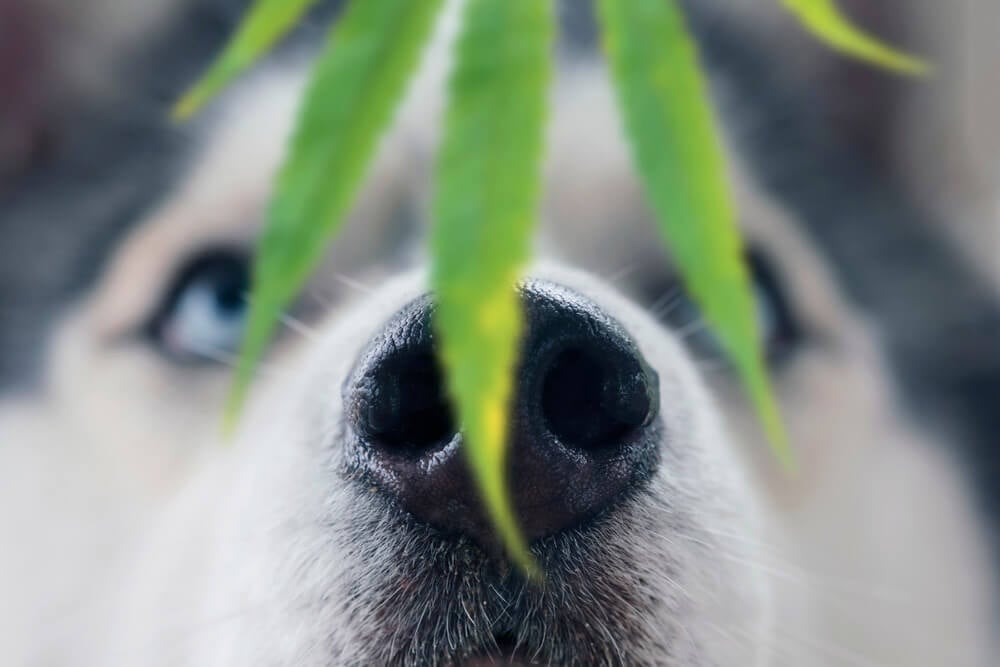 Food supplement for dogs: CBD - Natural Shelter