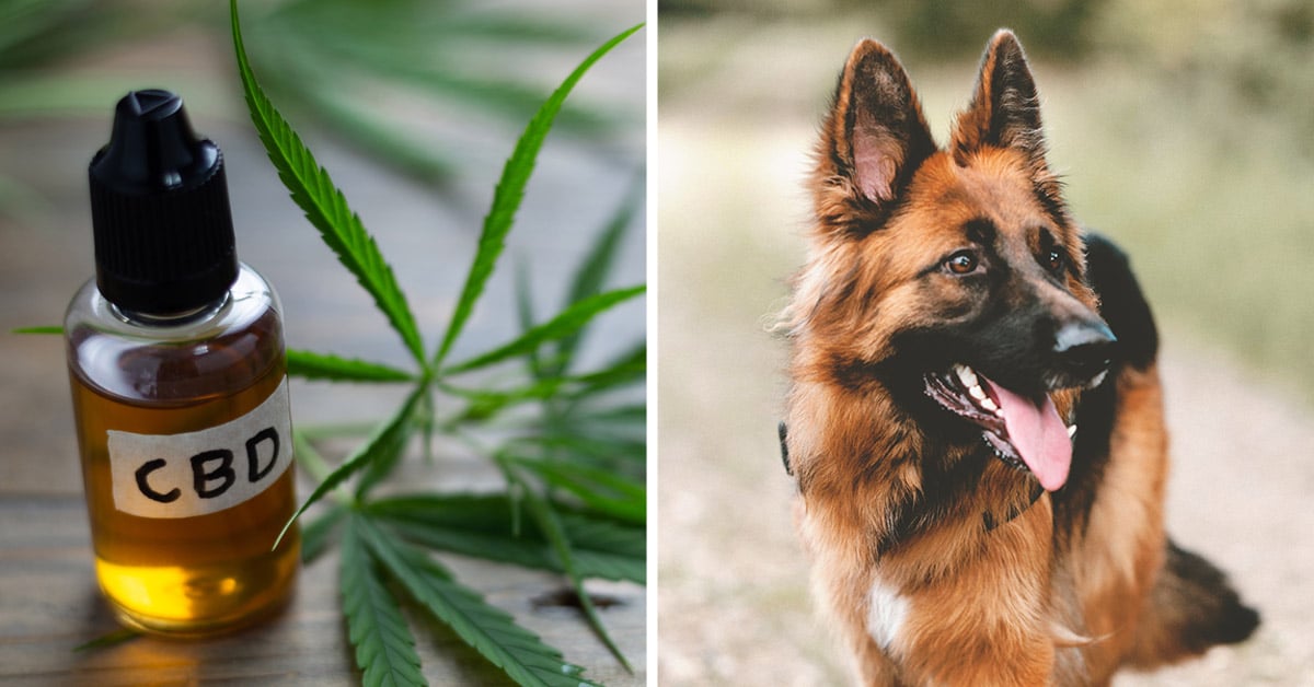 CBD For German Shepherds: How Much CBD Oil Should I Give My German Shepherd?