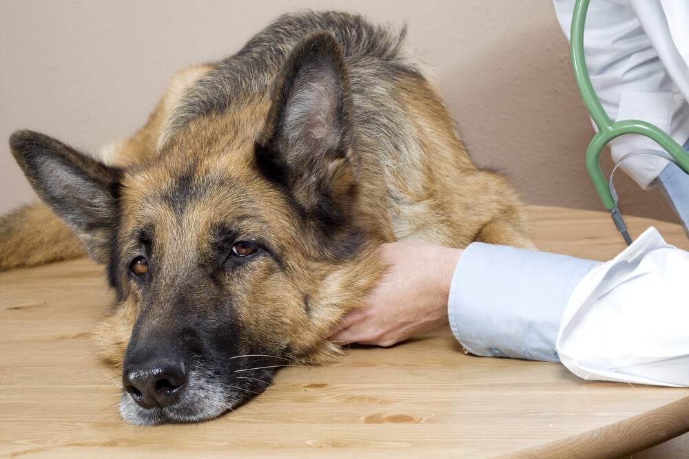 what are the side effects of carprofen in dogs