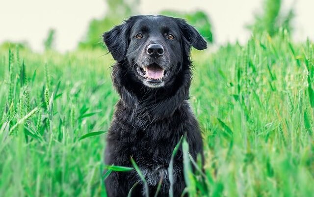 Is There A Safe, Natural Pain Reliever For Dogs?