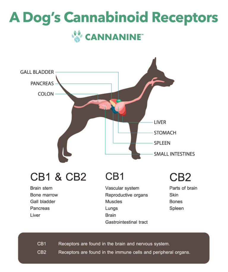 CBD And Gabapentin For Dogs: Can Dogs Take CBD And Gabapentin?