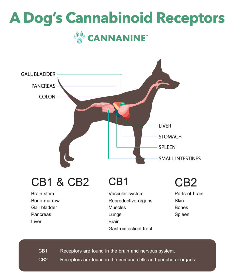 Illustration of a canines cannabinoid receptors