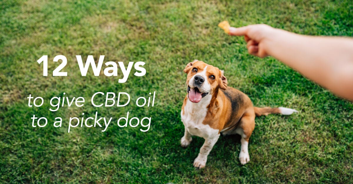 12 Genius Ways To Give CBD Oil to a Picky Dog