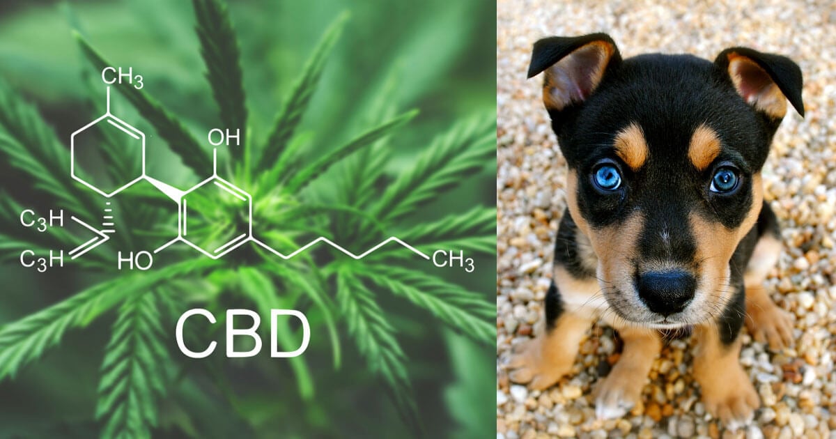 10 Myths About CBD for Dogs – A Must Read Guide