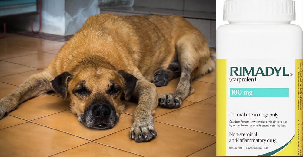 Dog anti inflammatory store carprofen