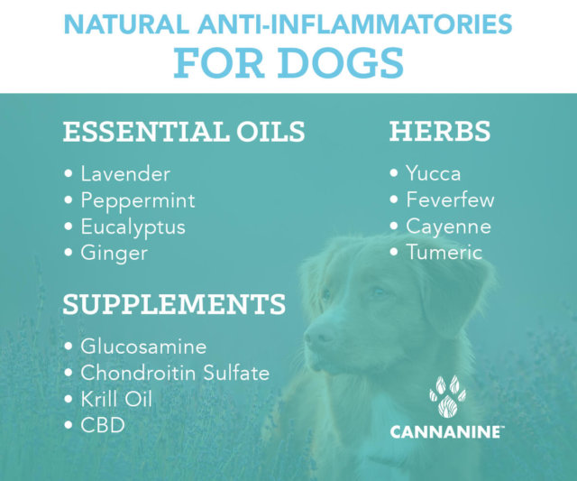 anti inflammatory pills for dogs